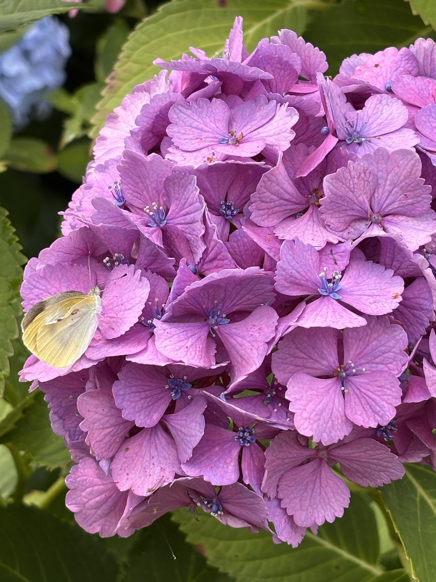 GraKamelia's tweet photo. 紫陽花を見てきて、夏の庭具を出したいなと思ったけども、家は没収されたままなんだった
#ff14
#ハウジング https://t.co/vgicDSy5FH