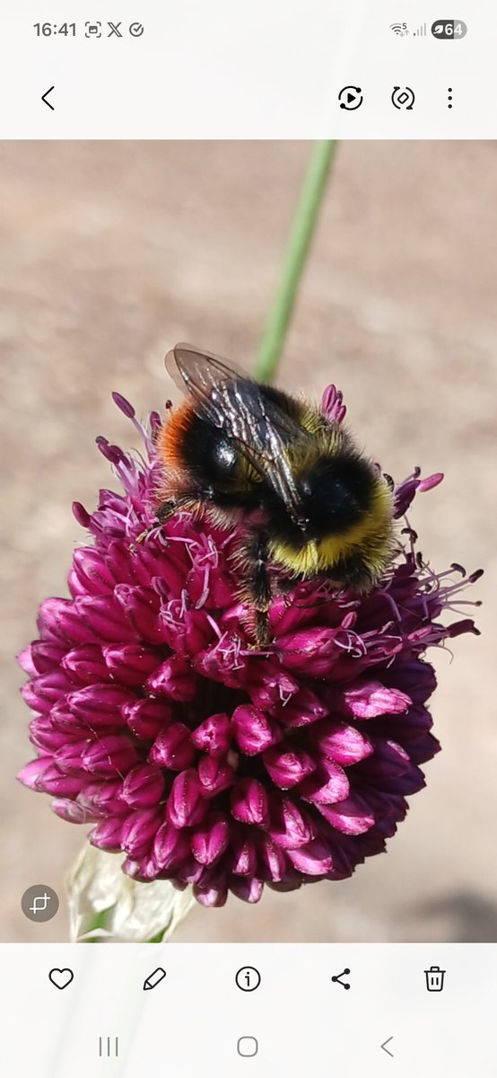 SussexTW's tweet photo. As its a bit quiet today on the travel front .took a couple of photos of π doing a bit of nectar collecting @BBCSussex @BBCWthrWatchers #Seaford #Sussex https://t.co/gtPPIJRT2u