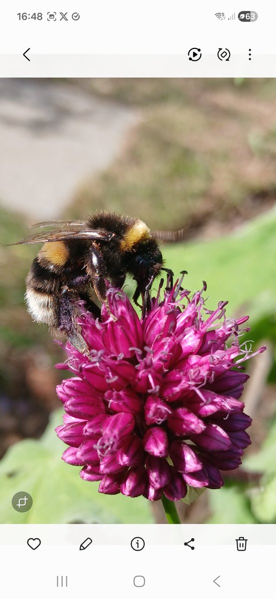 SussexTW's tweet photo. As its a bit quiet today on the travel front .took a couple of photos of π doing a bit of nectar collecting @BBCSussex @BBCWthrWatchers #Seaford #Sussex https://t.co/gtPPIJRT2u