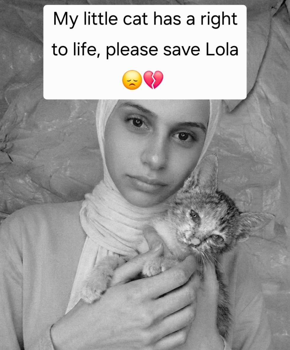 dr_fatma_oth's tweet photo. No one helped Lola.
 My cat needs to live; 
it's not her fault. 
Please save Lola.
😞💔
https://t.co/77y8poqVL4 https://t.co/L6p0yOPj1m