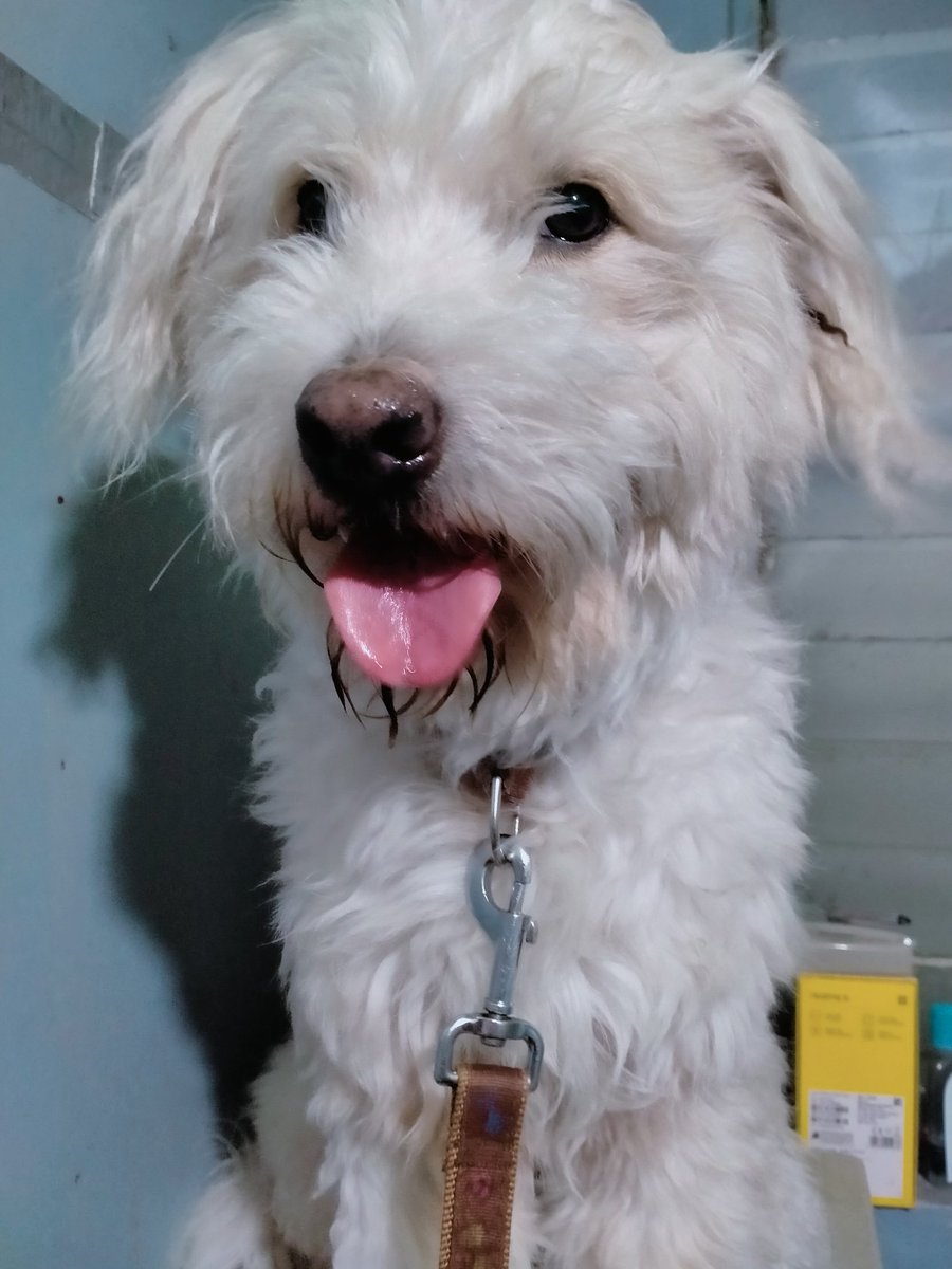 simpLeAria's tweet photo. Imissyou babyy 😭😭💔💔
namimiss na kita
namimiss ko na yung ingay mo, yung kulit mo, yung pag magwawater ka, mag eeating kana, mag uunli wiwi kana, magpapalabas ka.
namimiss ko ng yakapin ka, kurutin yung tenga mo. namimiss ko ng ikiss ka. 
namimiss ko na ang babyy cutiee koo 💔 https://t.co/9R7l32TQJp