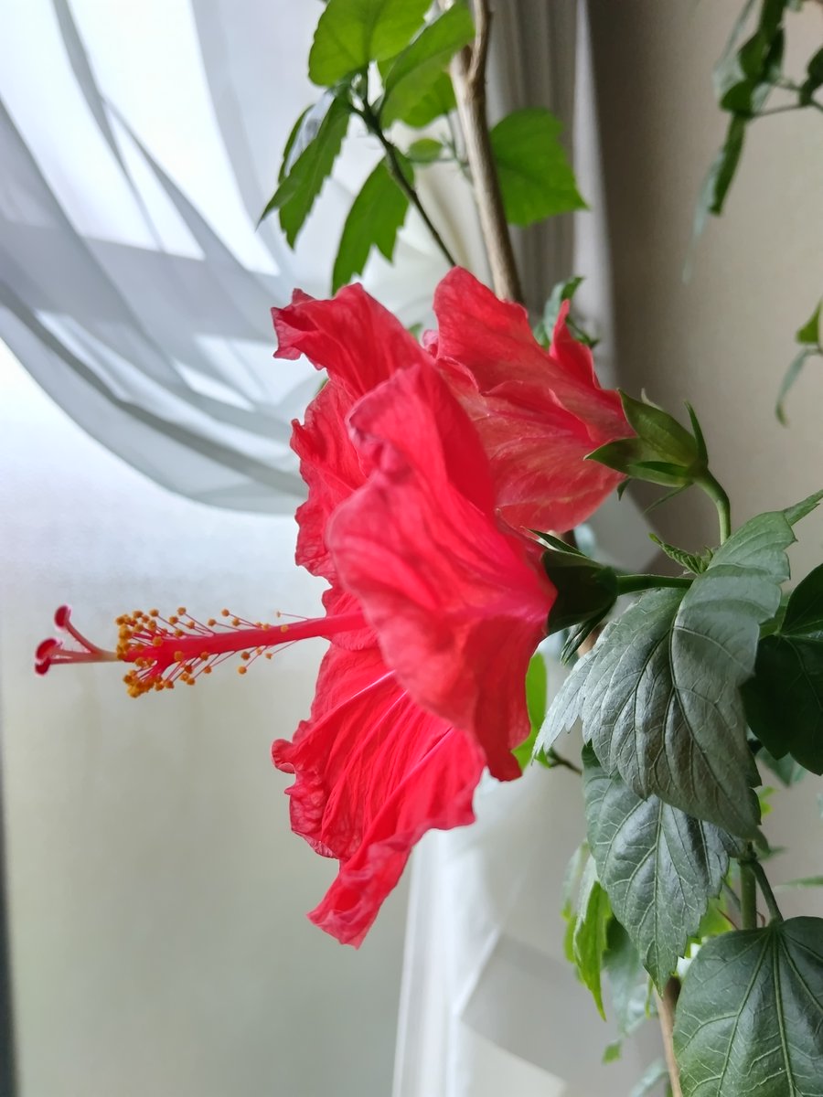 KKYMGT's tweet photo. ダブルビス2号のビスちゃん40号。
予定通り、今朝咲きました！🌺🌺
41号も今朝咲いて、42号もお育ち中。
#hibisco #hybiscus https://t.co/wx5ULlFm68