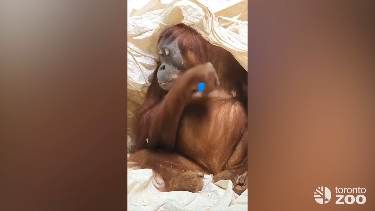よぉ〜くみると このブラシは🤭😂 コレが良いんだねー