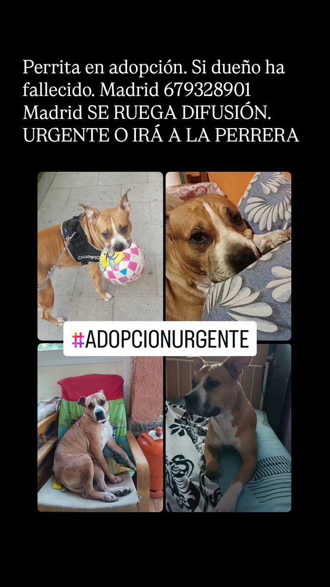 MsDarkDragon's tweet photo. ...
#UrgeAdopcion #AdoptaNoCompres #PerritoEnAdopcion #AdoptameYa #SalvamePorFavor #BuscoFamilia #AdopcionUrgente #PerritoNecesitaHogar #AdoptaYSalvaUnaVida #RescateCanino #HogarTemporal #AdopcionResponsable #Adoptame #PerrosEnAdopcion #UrgenteAdopta https://t.co/S1ERfKHUfK