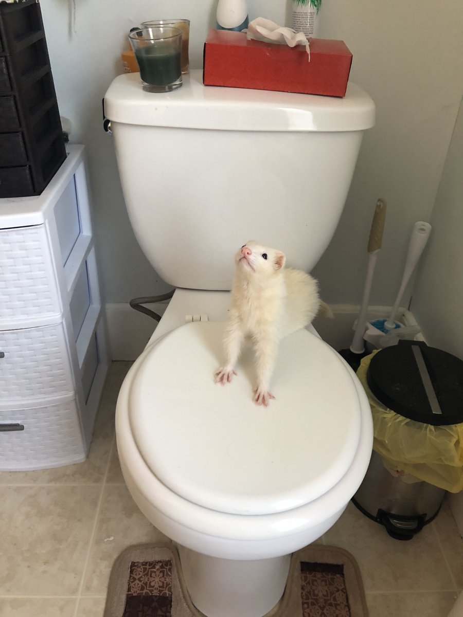 FerretPerHour's tweet photo. https://t.co/ry4CzGXTPi