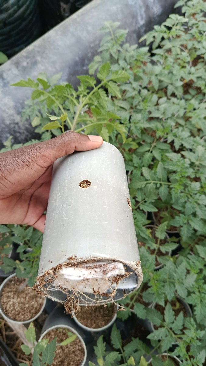 kalebndolo's tweet photo. Look at this amazing hydroponic tomato progress! 🍅 

This client used our premium vermiculite for his seedling cups, and the results speak for themselves .

 The perfect soil structure leads to stronger, healthier roots and faster growth.

0725000250
#agrotechsolutions https://t.co/9rWZg0TbJ8