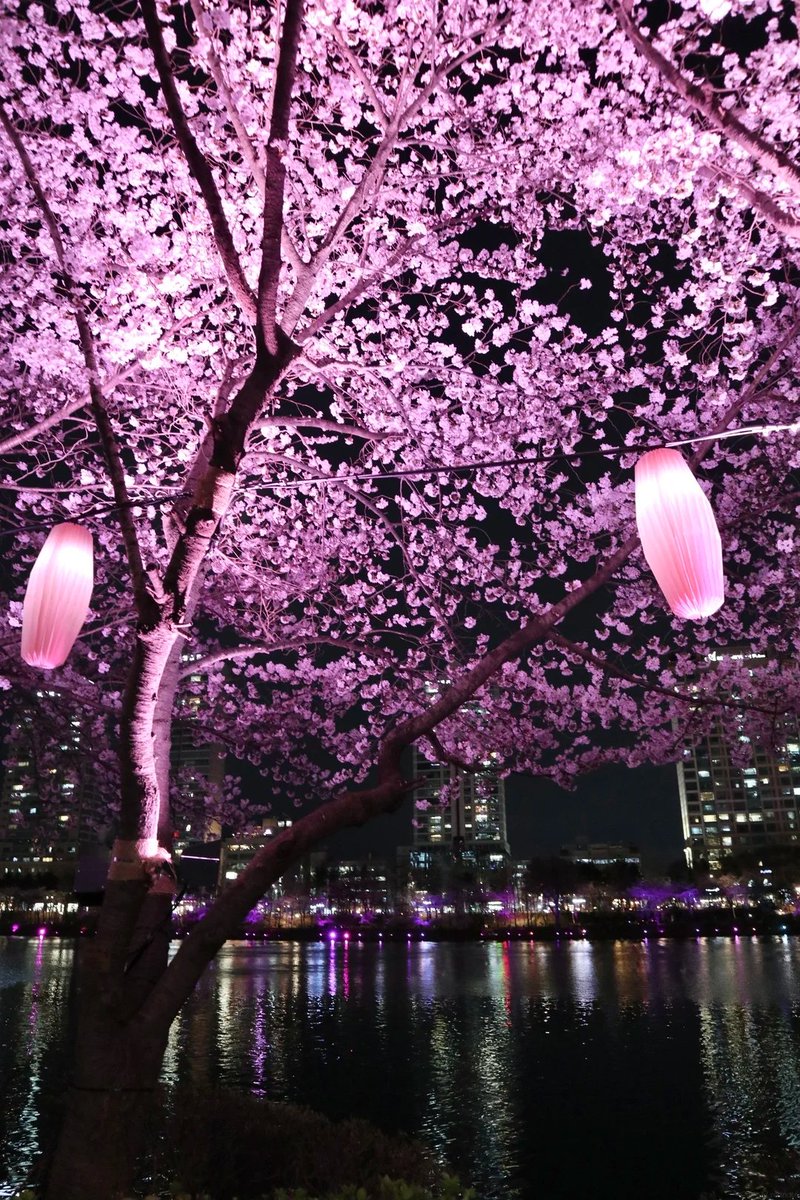 naveen_Pretty's tweet photo. 인터넷에서 서울 석촌호수의 야간 벚꽃을 봤는데, 역시 야간 벚꽃 명소답게 정말 너무 아름다워요. 나중에 저도 꼭 가서 보고 싶어요. https://t.co/9q5nnhy16a