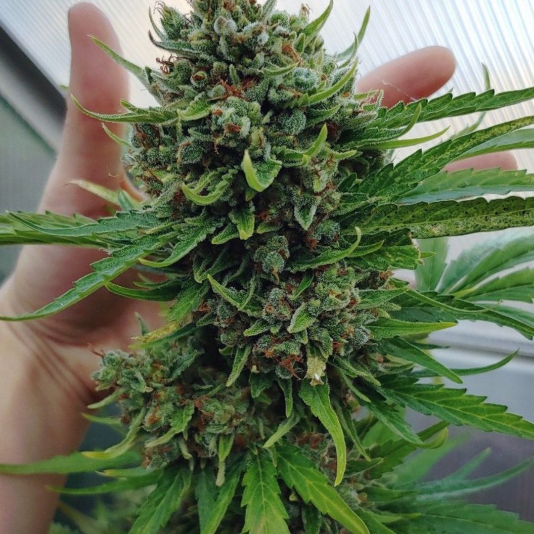 CannabisTrainU's tweet photo. Pineapple OG hits different in the summer. https://t.co/aJoqnL3hri