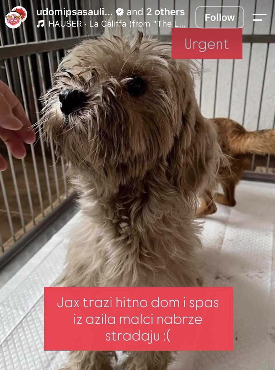 izvesnavesna's tweet photo. Ajmo ljudi 🙏🏻🐾🙏🏻🐾 https://t.co/ajV6pX6ZYB