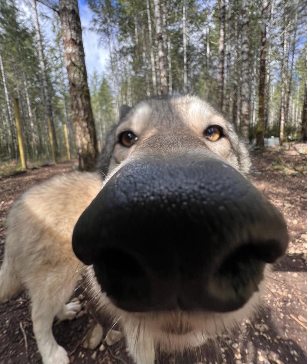 Majesticredwolf's tweet photo. Let go and woof at cats https://t.co/FjNfJe80Rj