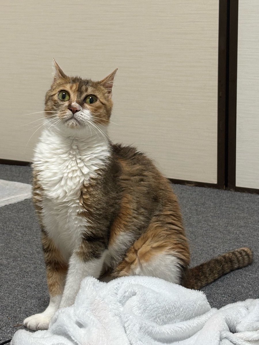 bony_r7's tweet photo. それはいったいどこ見てるの https://t.co/MwL2yxqLcU