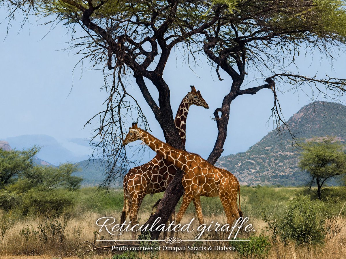 SafariDialysis's tweet photo. Le Kenya abrite 3 espèces de girafes: la Masaï (~43 000, en danger), la Réticulée (~20 900, en danger — 95 % au Kenya), et la Rothschild (~2 500, quasi menacée).
@OmapaliSafaris vous emmène à la rencontre des trois — avec votre dialyse entièrement prise en charge.

#GirafeKenya https://t.co/wSbtGYEVwF