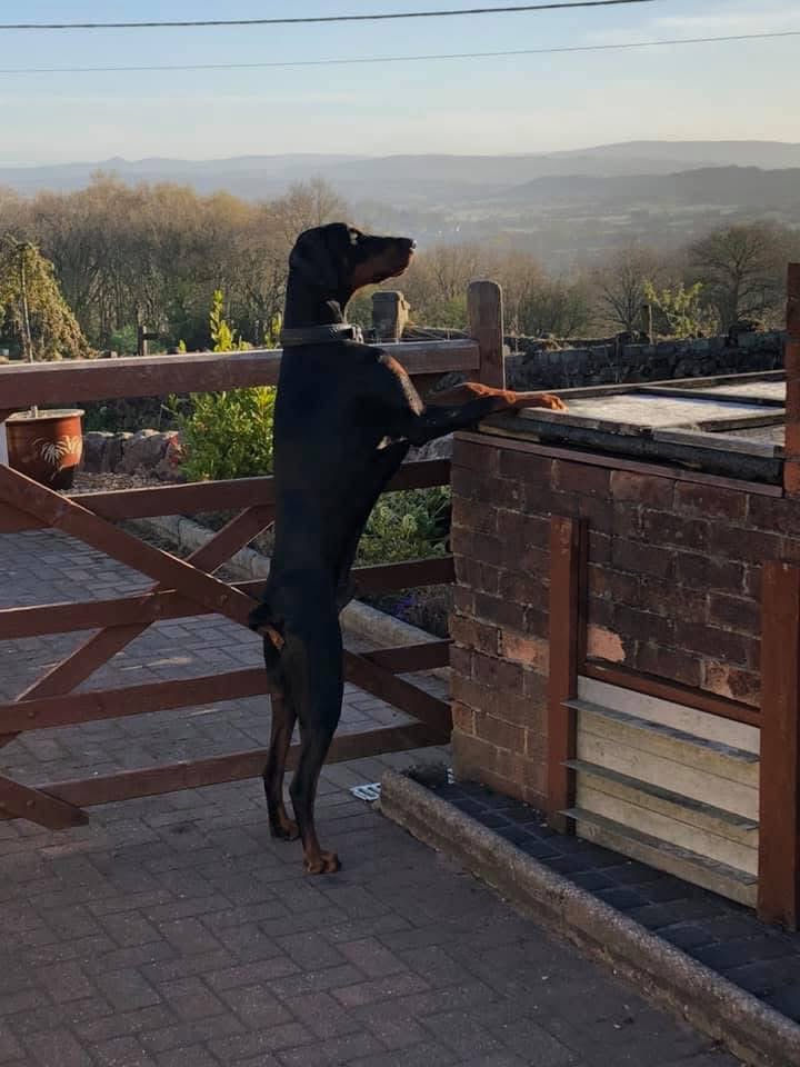 A2Gail's tweet photo. @followwollof66 Zaba looking for his cow friends https://t.co/GJf5AO7QJG