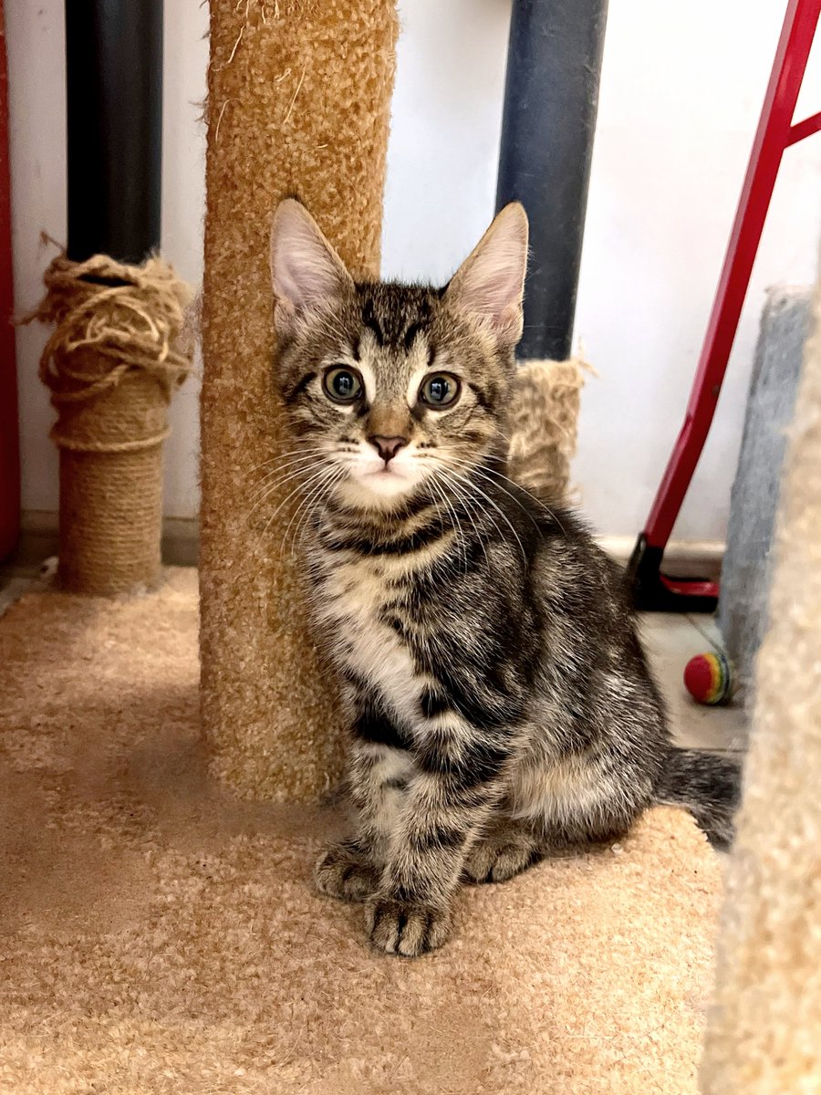 LorenzoTheCat's tweet photo. Things have been really rough in Ukraine lately. But look at this little cutie that was rescued and is now at @catsonmars_ua shelter waiting to be adopted. Thanks, Uncle Eugene @eugenehmg. https://t.co/NB8Qr7tU5U