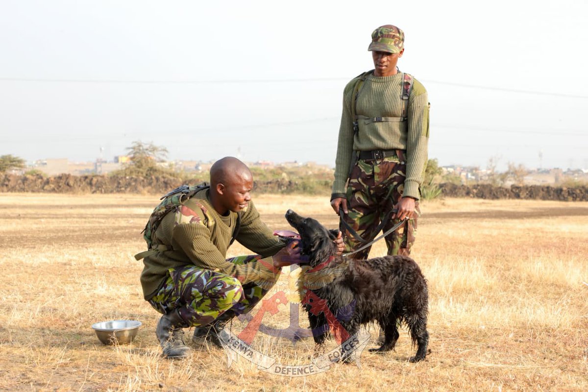 kdfinfo's tweet photo. 1st Canine Regiment has  launched month-long activities to commemorate its 14th Regimental Day setting the stage for a series of events celebrating the Regiment's growth and enduring contribution as KDF’S  dedicated military canine unit.
 See more:https://t.co/XIZFtrOuO3 https://t.co/VXjJFgYO9K