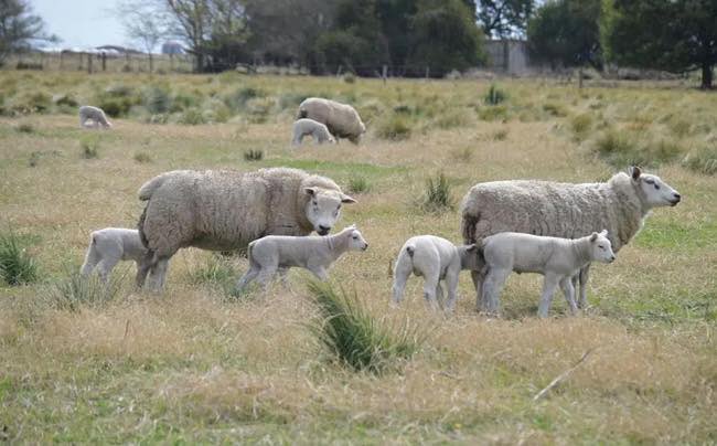 Agroverdad's tweet photo. Proyecto macroregional🐑
Ovinos. Cómo los corderos aumentan de peso en un modelo que se integra en campos agrícolas
➡️ https://t.co/t3fT71KgJ5
#AgroTitular #AgroCordoba #agro #campo #ovinos #agricultura https://t.co/hMWtO4sskh