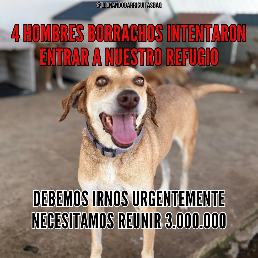 nana1gc's tweet photo. Ayuda por favor🆘

Necesitamos irnos URGENTE del refugio donde estamos

4 hombres borrachos intentaron entrar al refugio mientras estaba nuestra trabajadora sola, salieron huyendo!

NO es primera vez que sucede🆘🆘
DEBEMOS REUNIR 3.000.000 para irnos de ahí https://t.co/24Buiwhk6t