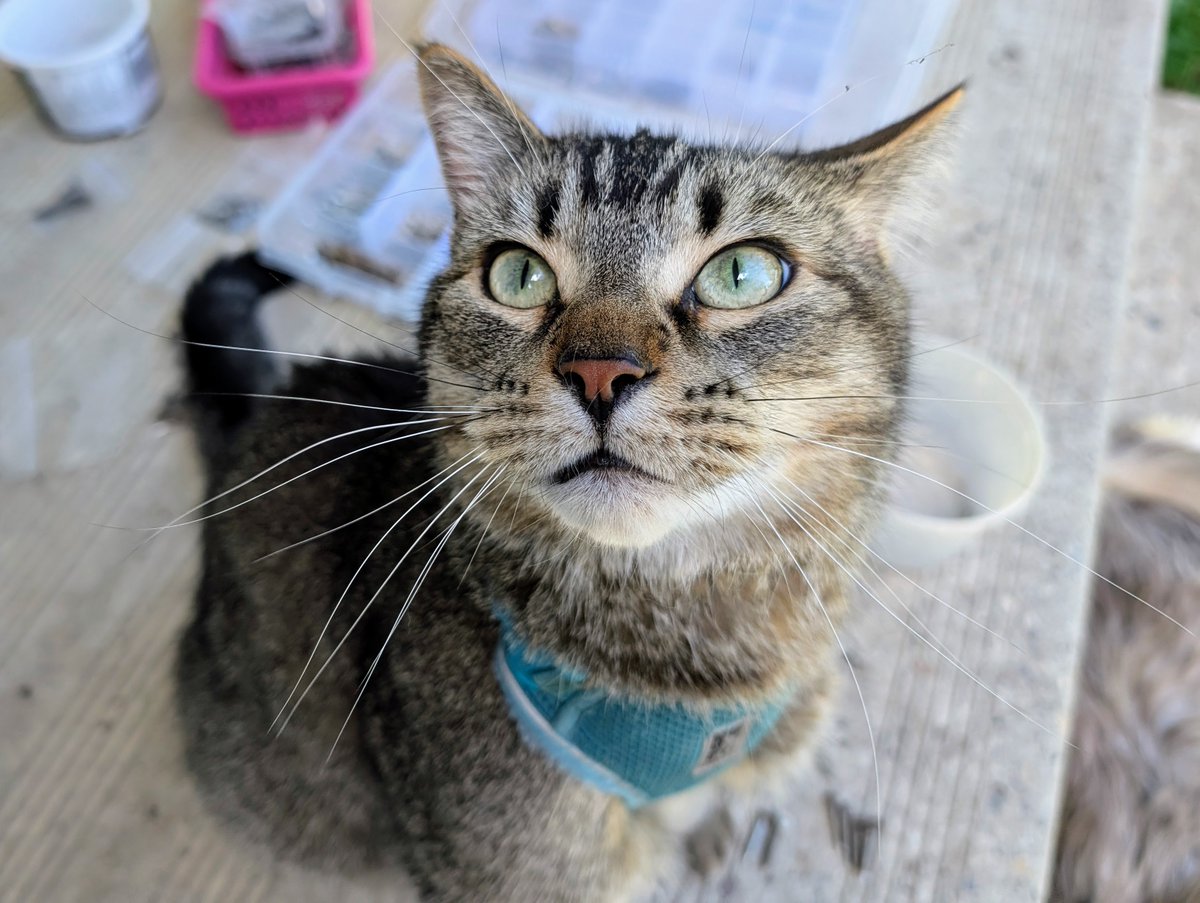 FartyCheddarCat's tweet photo. Mama sorting liddle peeses
Fig ses he can too
Figgy finks he good at halp
But halp he dos not do

All he dos is make a mess
He purrs and has lots fun
Mama hab a fussystwate
She glad wen he be done

#CheddarPoetry #SillyFiggy #HeSitOnDaPilesMamaMaked #MamaSillyToo https://t.co/t4BwjwqpcM