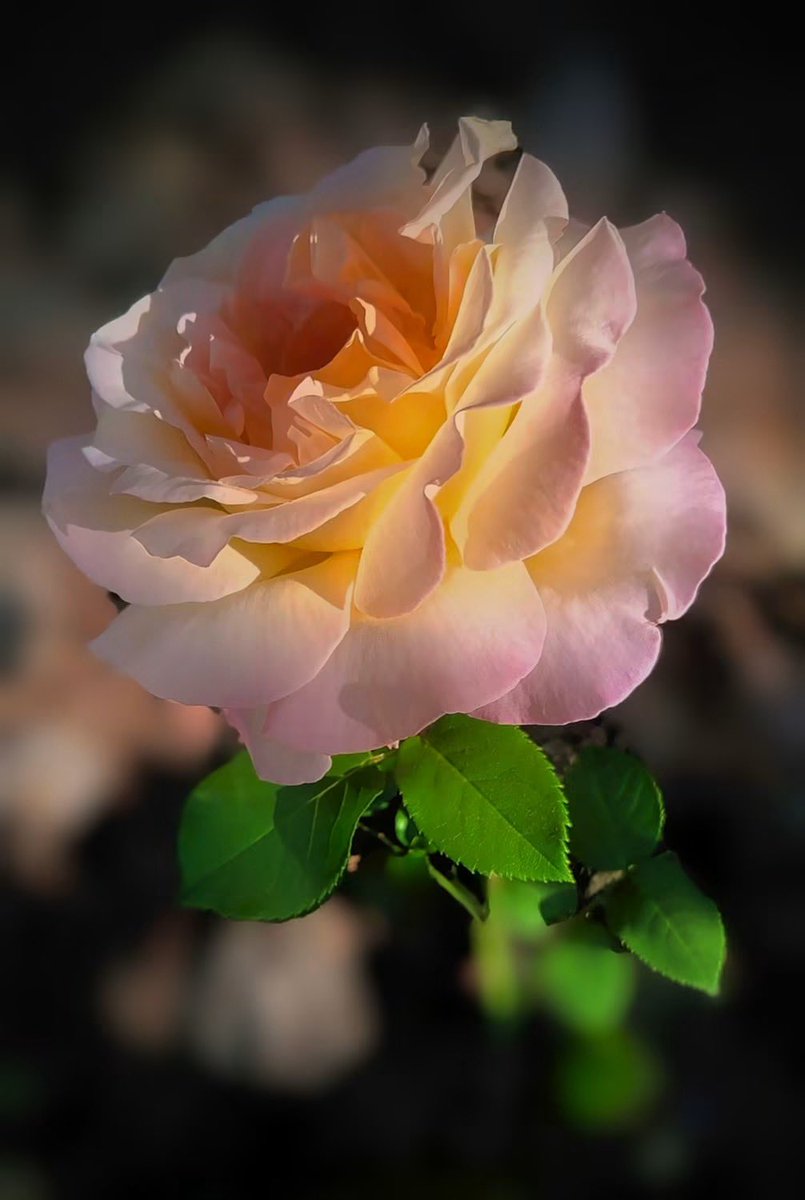 alshamarry4's tweet photo. @Wafa91175912 مساء الخيرات والبركات https://t.co/3WhtrmyvHf