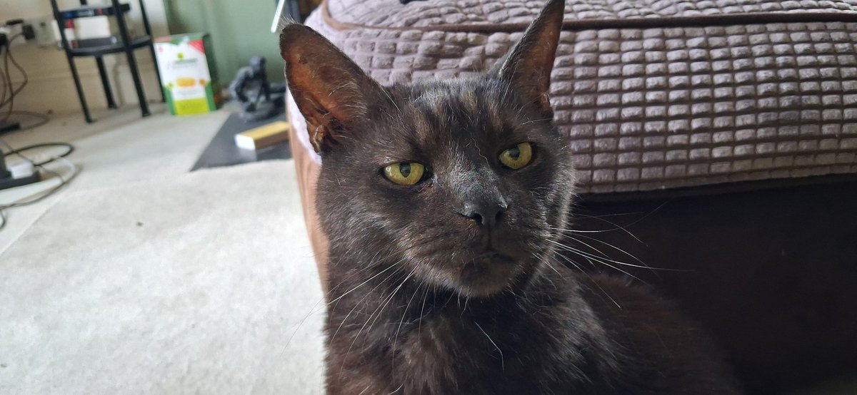 JSSBSmash's tweet photo. Kitty https://t.co/GN7RqZV4CH