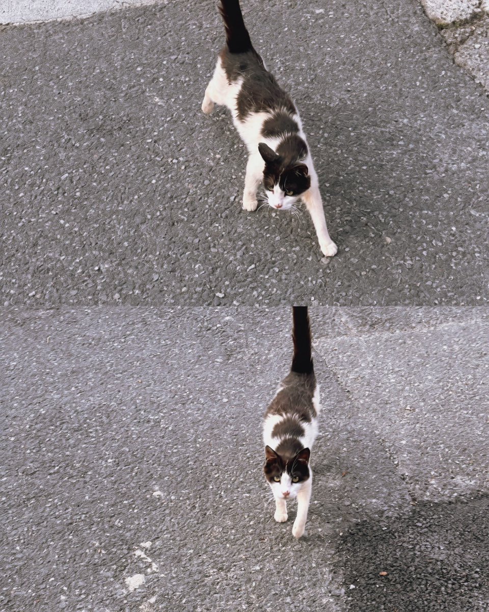 8arch1v2st's tweet photo. 꽃이랑 고양이 https://t.co/INP9r1WWHj