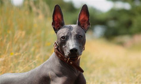 Legundo as dogs tweet media
