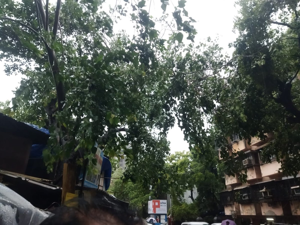 INCsanjeevsingh's tweet photo. @mybmc, @mybmcWardKE  
भगवती निवास, तेलीगली क्रॉस रोड, अंधेरी पूर्व येथे पीपळाच्या झाडाची मोठी फांदी तुटून लटकत आहे.  
पावसाळ्यात ती कधीही पडू शकते. पादचारी व वाहनांना धोका. 
कृपया तातडीने कारवाई करावी. #MumbaiRains #BMC https://t.co/WDTABp0tWA