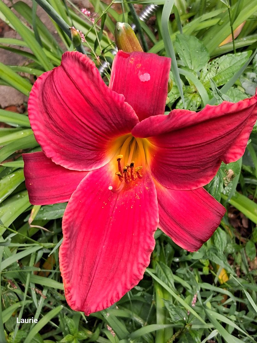 lily