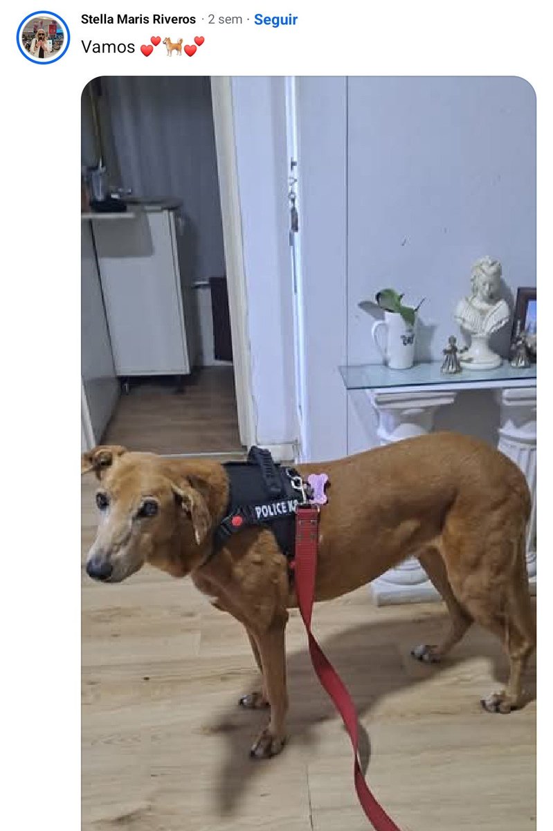 lfdmila's tweet photo. dios lo q me divierte entrar a facebook y q me salten grupos de gente q presenta a sus perritos, recien me saltó uno de galgos y estuve 2 horas riendome sola https://t.co/2m3YJM3Bau