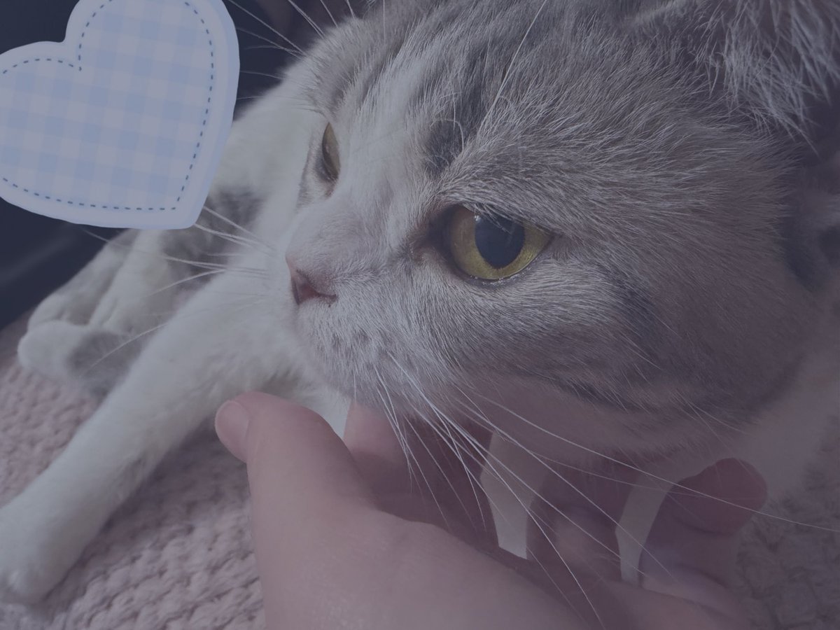rruruq's tweet photo. 今回は我慢できずに、この猫をずっと撫でてしまいました～今では撫でてほしい時は自分から寄ってきます 🥹🥹🥹 
かわいいすぎ大好き https://t.co/QG2O1jHjkt