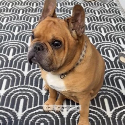 BRINDILLE851's tweet photo. #396264 lempo chien perdu à SAINT NICOLAS DE REDON - Chien Perdu France https://t.co/wA660u0dZ5 via @chien_perdu https://t.co/fbDKZ9KfFj