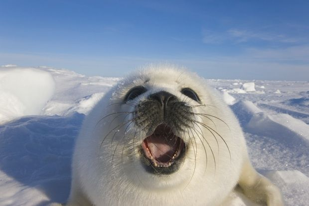 fluffygirlpaws's tweet photo. in life there are TWO (2) things that matter. the FIRST (☝️) is Silly Seals 🦭. the SECOND (✌️) is Silly Seals 🦭. follow this advice for a fruitful career in the future. https://t.co/aeN2855lDM