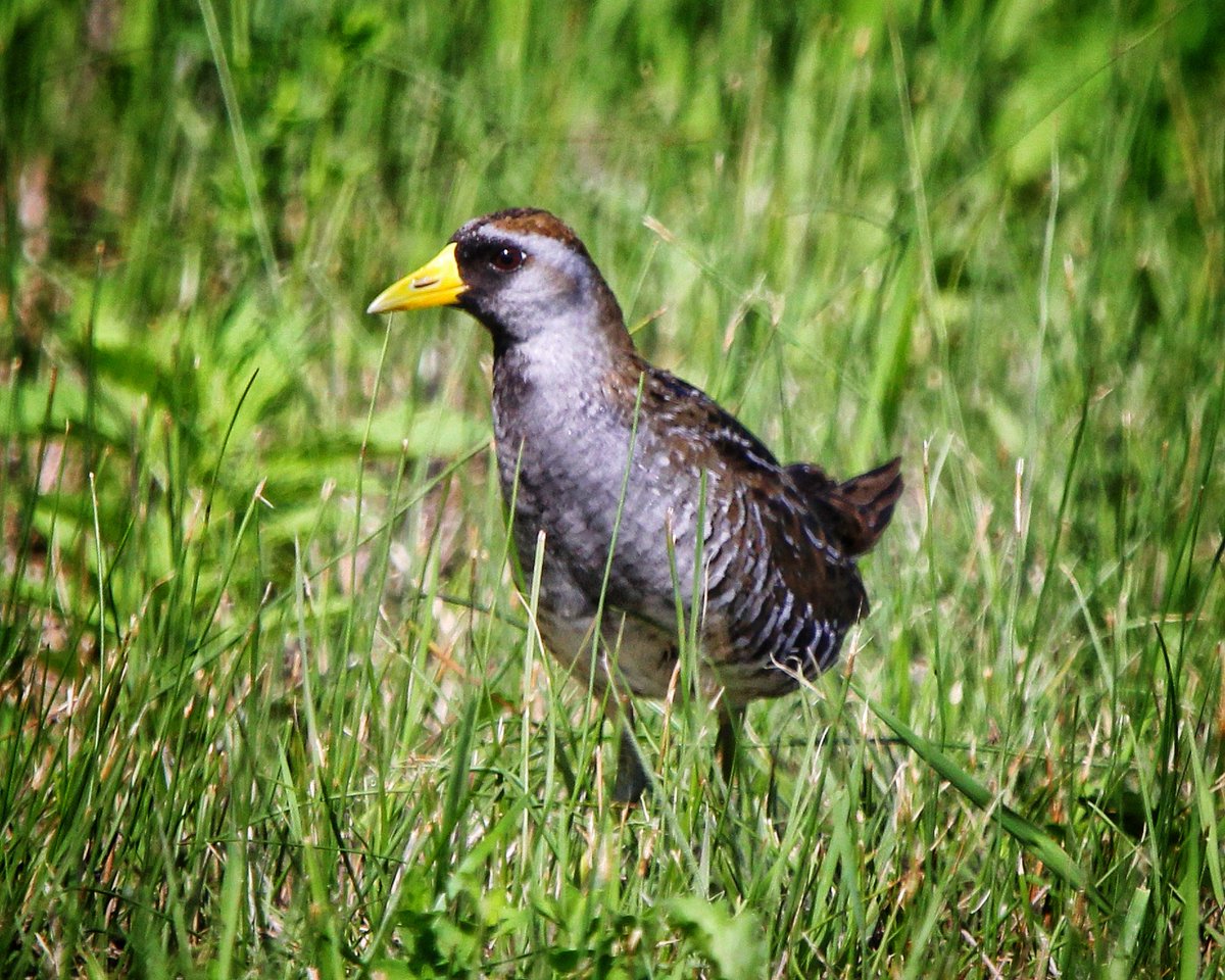 KevinHurrie's tweet photo. Sora
Meleb, MB
07.04.26
.
#wildlife #wildlifephotography #bird #birdwatching #birdphotography https://t.co/gjO8j3VlNl