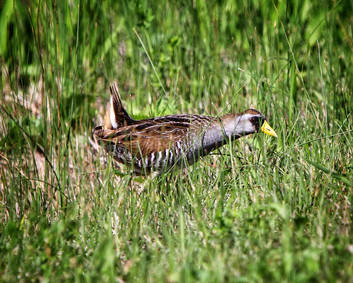 KevinHurrie's tweet photo. Sora
Meleb, MB
07.04.26
.
#wildlife #wildlifephotography #bird #birdwatching #birdphotography https://t.co/gjO8j3VlNl