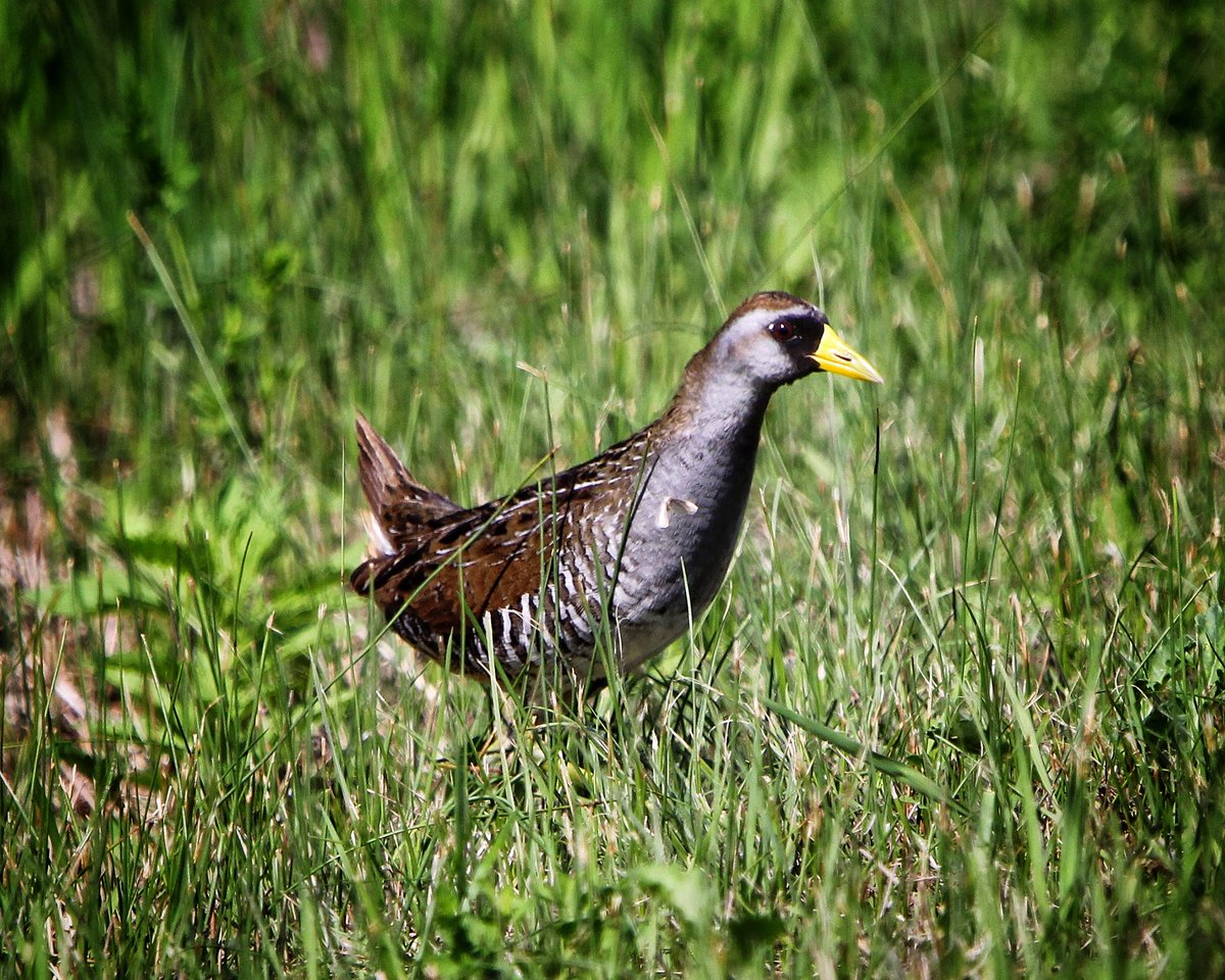 KevinHurrie's tweet photo. Sora
Meleb, MB
07.04.26
.
#wildlife #wildlifephotography #bird #birdwatching #birdphotography https://t.co/gjO8j3VlNl