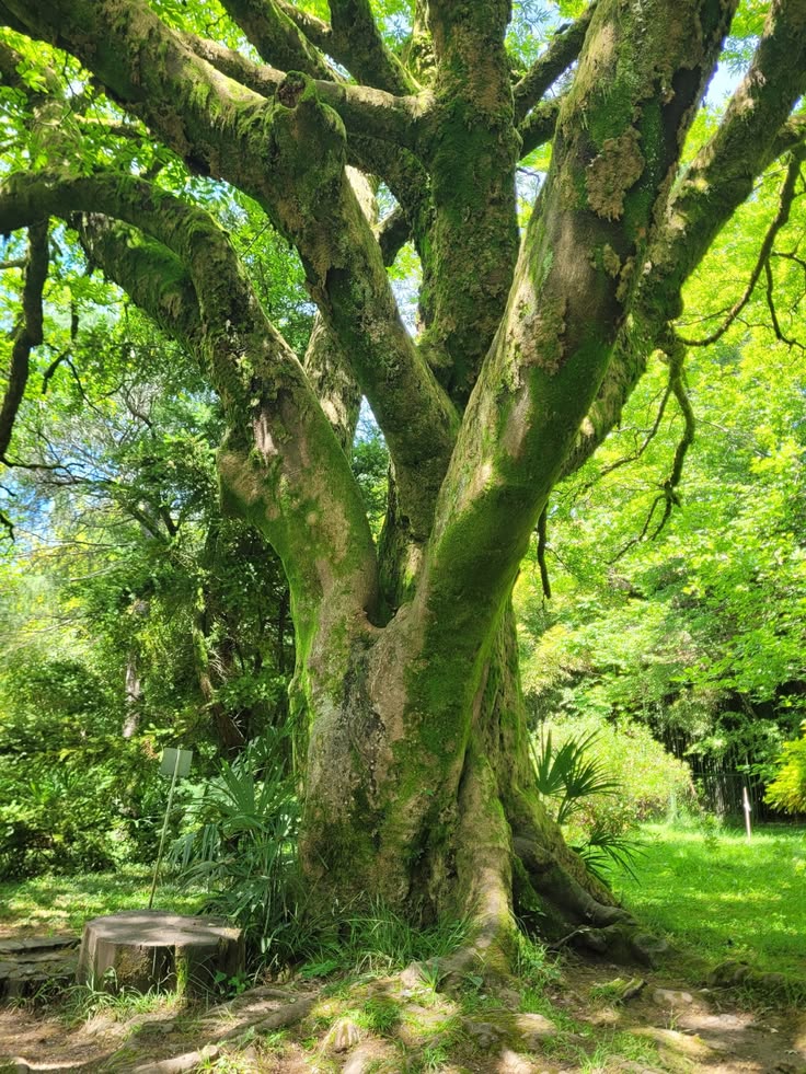arboles_magicos's tweet photo. Hay árboles que se niegan a morir.
Esta tila caucásica crece en el Jardín Botánico de Sujumi, entre el mar Negro y el Cáucaso. Cuando fue talada durante la guerra ruso-turca de 1877 parecía condenada, pero rebrotó y hoy, más de dos siglos después, sigue dando sombra. A veces la naturaleza nos enseña que la verdadera fuerza no consiste en no caer, sino en volver a crecer. 🌳