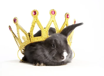 4cvitbunnies's tweet photo. oh that crown is too big for you little bunny https://t.co/W918j49rND