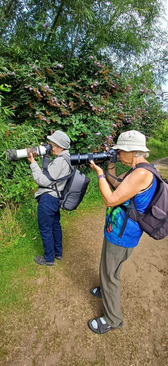 MarcHeathym007's tweet photo. Did a private Dragonfly tour today at New Hythe for 2 clients. Highlights included 30+ Lesser Emperor, 6+ Norfolk Hawker, 1 Beautiful Demoiselle and a good supporting cast of odonata. @BDSdragonflies #KentDragonflies #DragonflyWeek https://t.co/1hAbZxw1ap