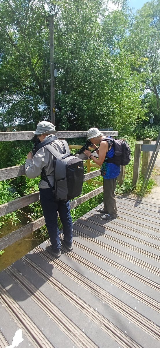 MarcHeathym007's tweet photo. Did a private Dragonfly tour today at New Hythe for 2 clients. Highlights included 30+ Lesser Emperor, 6+ Norfolk Hawker, 1 Beautiful Demoiselle and a good supporting cast of odonata. @BDSdragonflies #KentDragonflies #DragonflyWeek https://t.co/1hAbZxw1ap