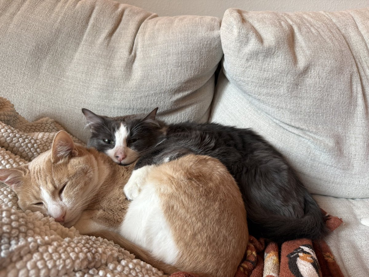 madcityyy_'s tweet photo. Okay since that post also blew up here’s her gay dads.. she’s literally the colors as both of them AND has one full grey leg, which our grey boy cat has 😭 https://t.co/8BMyorOX01