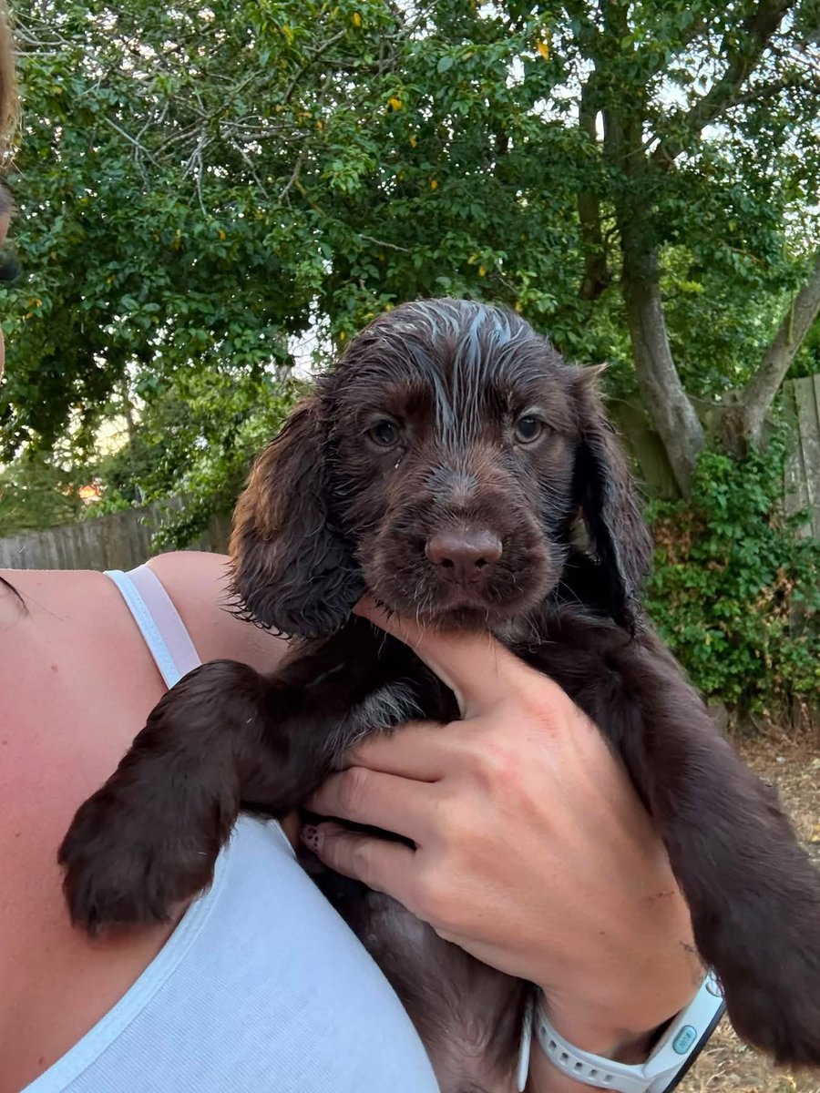 millypod1's tweet photo. 🆘5 JULY 2026 #Lost Rolo #ScanMe
7 WEEK OLD PUPPY MISSING FROM GARDEN 
Liver &amp; White BiB Cocker Spaniel Male
#Letheringsett #Holt #Norfolk #NR25
https://t.co/Us55G62M4b https://t.co/2U0jR8srTL