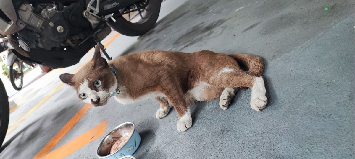 thanr's tweet photo. วันนี้ครบรอบสองปีที่เจอบักมิในสภาพเดินไม่ได้ สะโพกหัก ไม่รู้โดนล้อหรือตกกำแพงมา

พาไปหาหมอ ผ่าตัด รีแฮบอยู่สองสามเดือน

ละตัดภาพมาวันนี้... https://t.co/JzXuPkwmxk