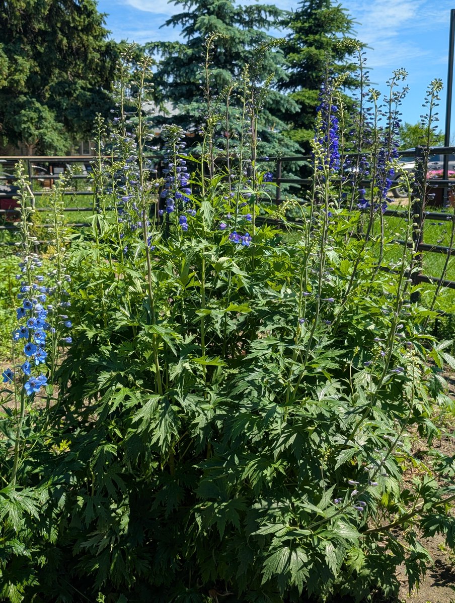 PotatoRustler's tweet photo. Almost 2 weeks of taking care of these beauties and they're finally blooming.

That bush is as tall as me 🌺😂 https://t.co/ZEZAEUsh7P
