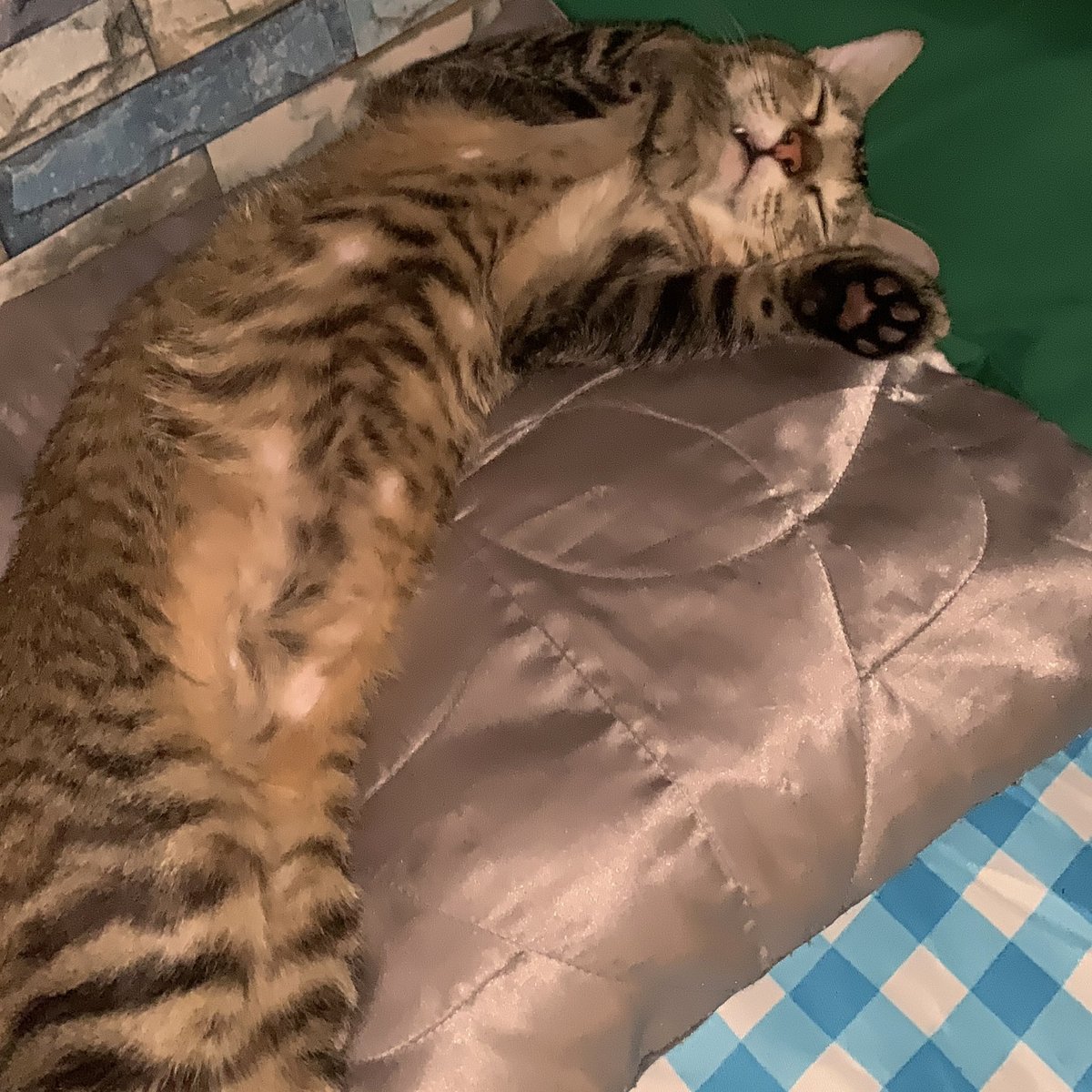 ethanjohn0416's tweet photo. All in one night lolol. #cat #cats #catlover #catvideo #catsofyoutube #catperson #catheaven #fyp https://t.co/YieKdMx5Du