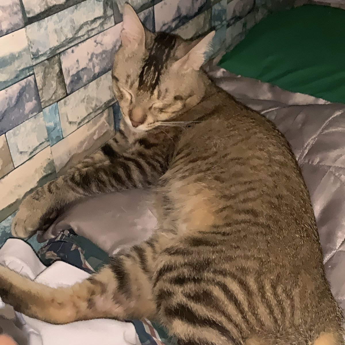 ethanjohn0416's tweet photo. All in one night lolol. #cat #cats #catlover #catvideo #catsofyoutube #catperson #catheaven #fyp https://t.co/YieKdMx5Du