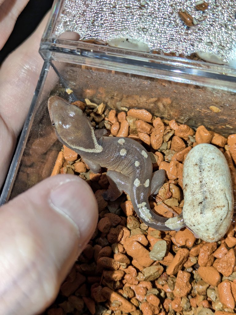 luvyourgecko's tweet photo. 背中のスポットの数や形は、人間の指紋と同じ。成長しても変わらないし、みんなそれぞれ違う！
#サラシノミカドヤモリ https://t.co/Bk6WWhKHRt