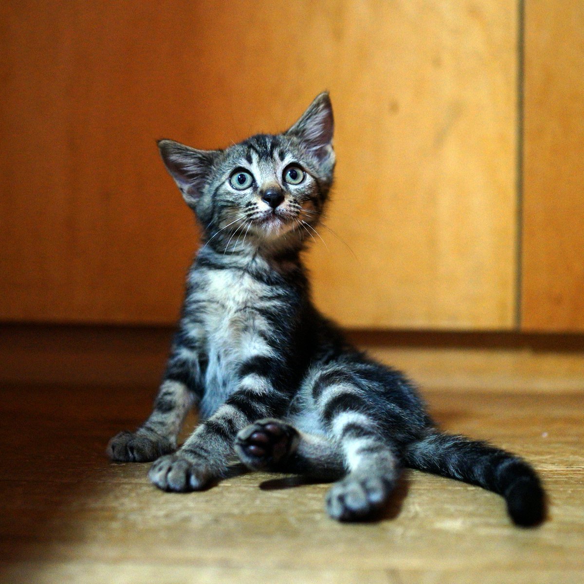 NECOKAGOYA's tweet photo. 【お知らせ】猫たちの会議の結果 コトラは新メンバーとして 正式にART SHOP KAGOYAに加入することになりました みんなよろしくでス。 https://t.co/wPuRYsTuaP