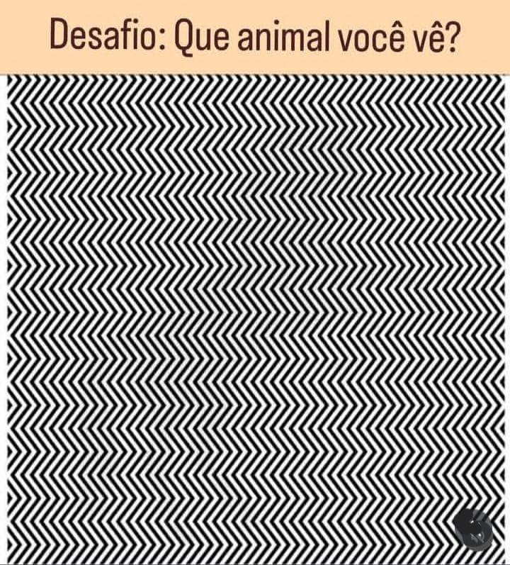 neideboaski's tweet photo. Humm.. um de 4 patas. https://t.co/eFRipuoFnb