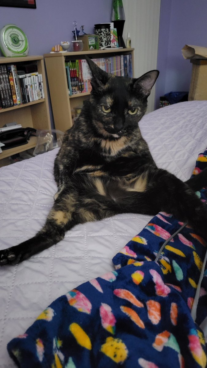 tinyumbrella's tweet photo. @CleeWeezy Meeko is sat https://t.co/9p460rPthv