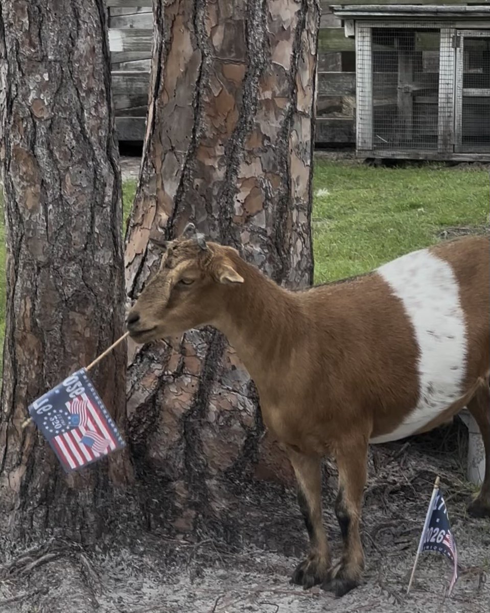 AureliaKaeslin's tweet photo. We have some very Patriotic Animals at the Sanctuary. ๐บ๐ธ๐บ๐ธ๐บ๐ธ. 250 years of America, Happy 4th. #fyp #America #rescuefarm #Patriots #animals #HappyFourth https://t.co/LuHxBQDZ2Z